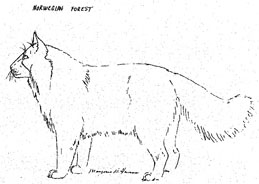 Norwegian Forest, body view